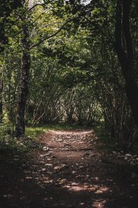 bosque-picos-de-europa-1
