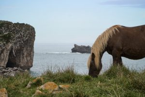 caballo en asturias